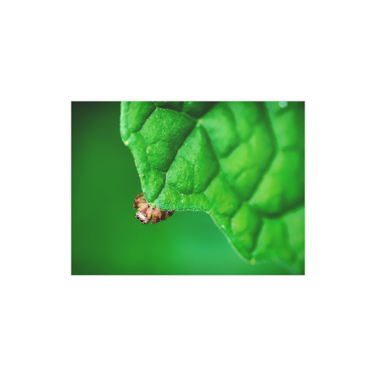 They live amongst us! A macro print of a tiny spider sitting at the edge of a luscious green leaf