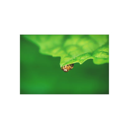 They live amongst us! A macro print of a tiny spider sitting at the edge of a luscious green leaf