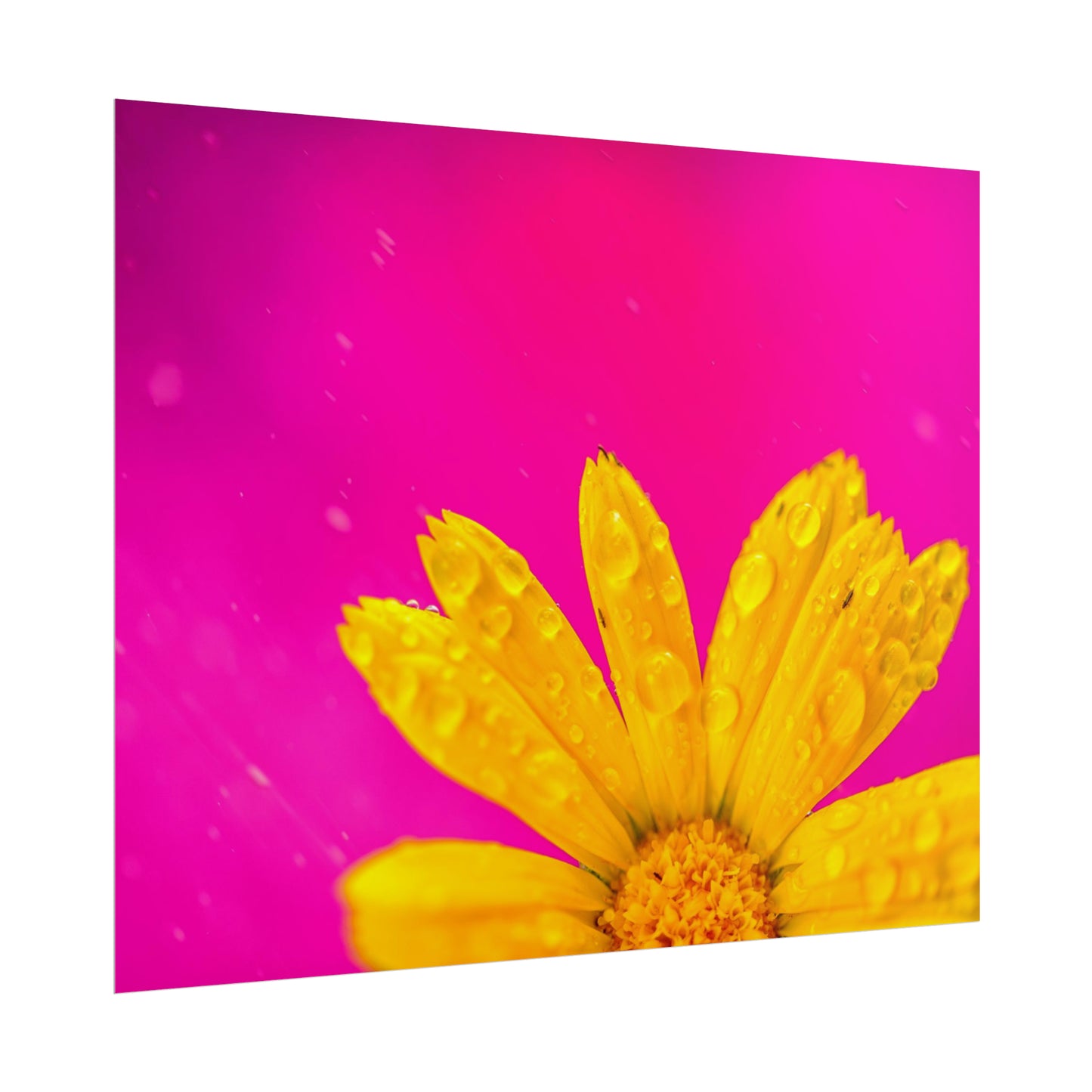 Beautiful yellow flower printed on rollable poster