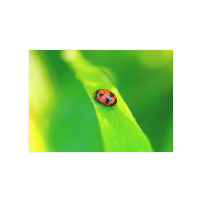 A macro print of a beautiful ladybug