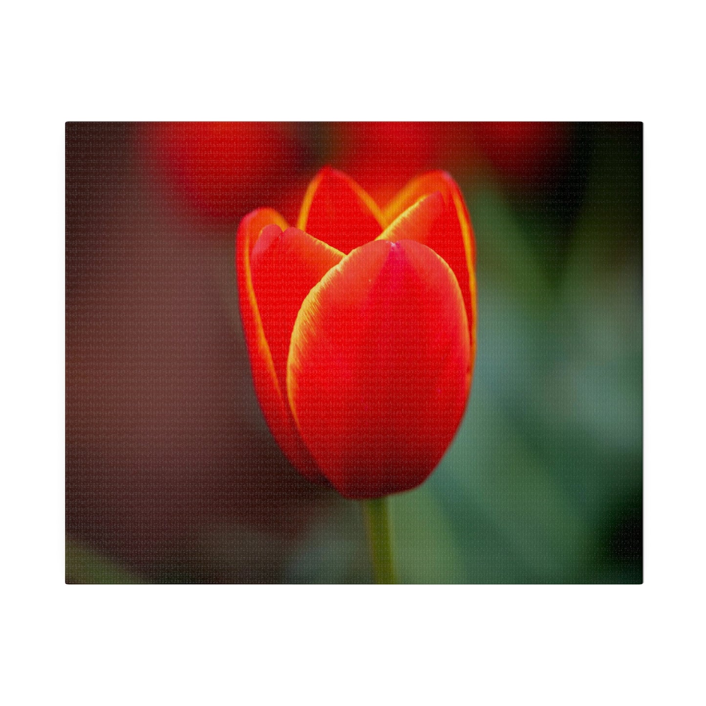 Fiery red and yellow tulip printed on a stretched matte canvas