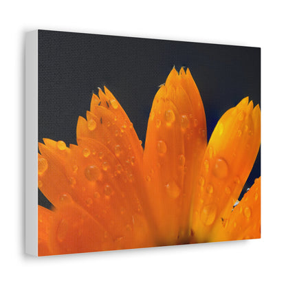 Orange flower petals drenched in dew printed on a stretched satin canvas