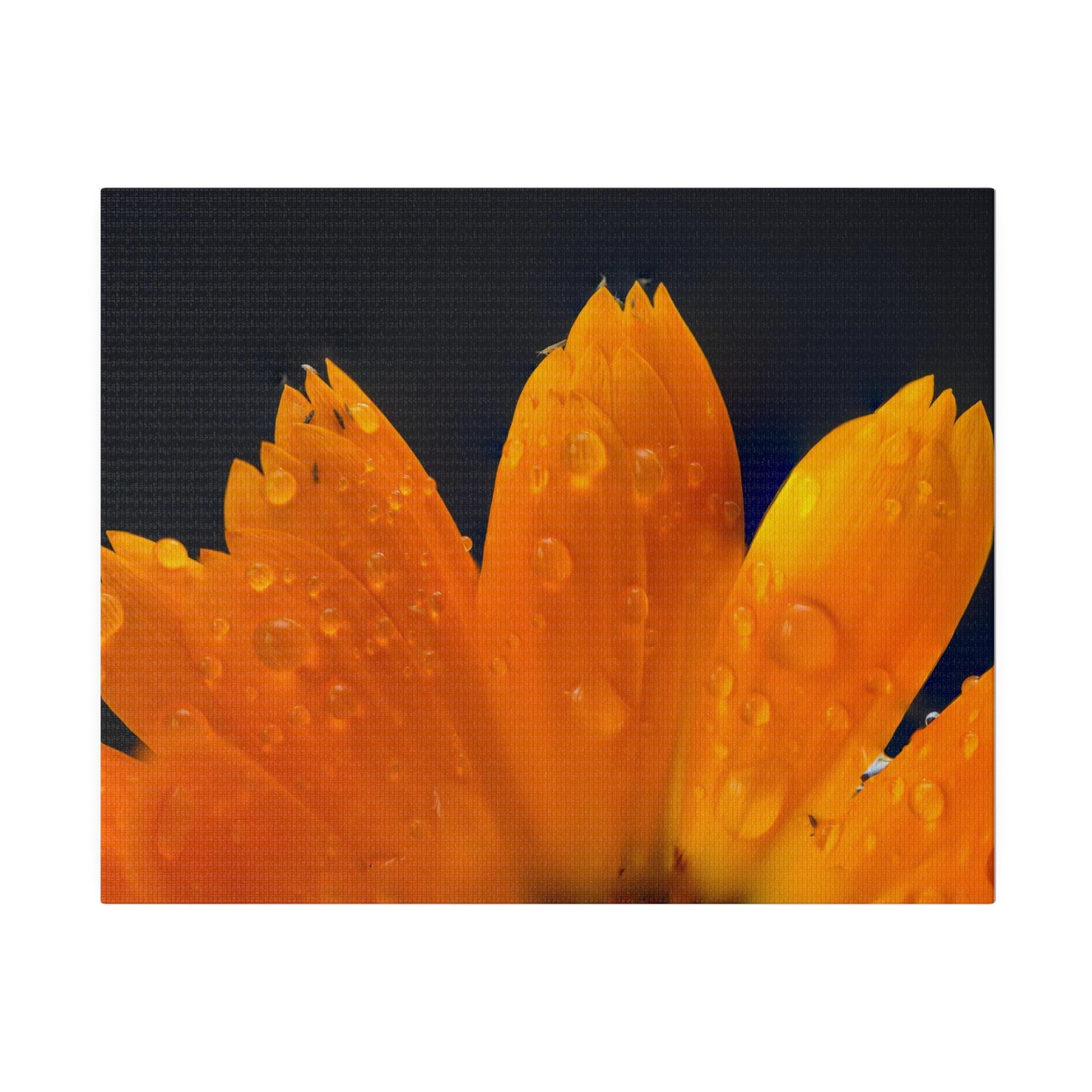 Orange flower petals drenched in dew printed on a stretched matte canvas