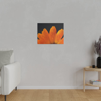 Orange flower petals drenched in dew printed on a stretched matte canvas