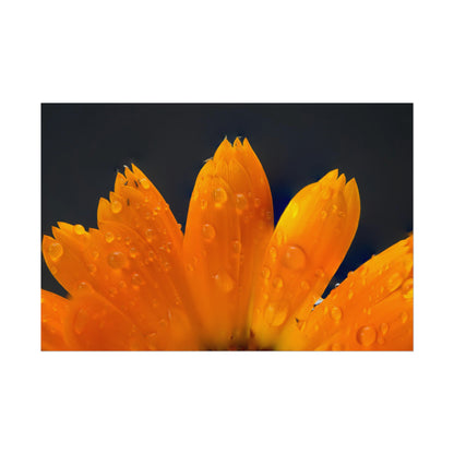 Orange flower petals drenched in dew printed on a rollable poster