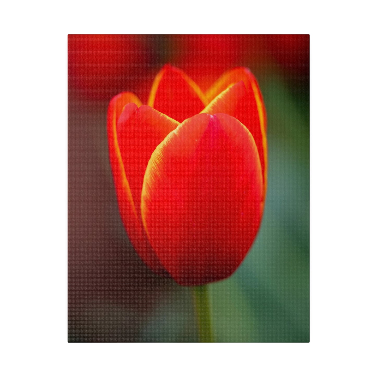 Fiery red and yellow tulip printed on a stretched matte canvas