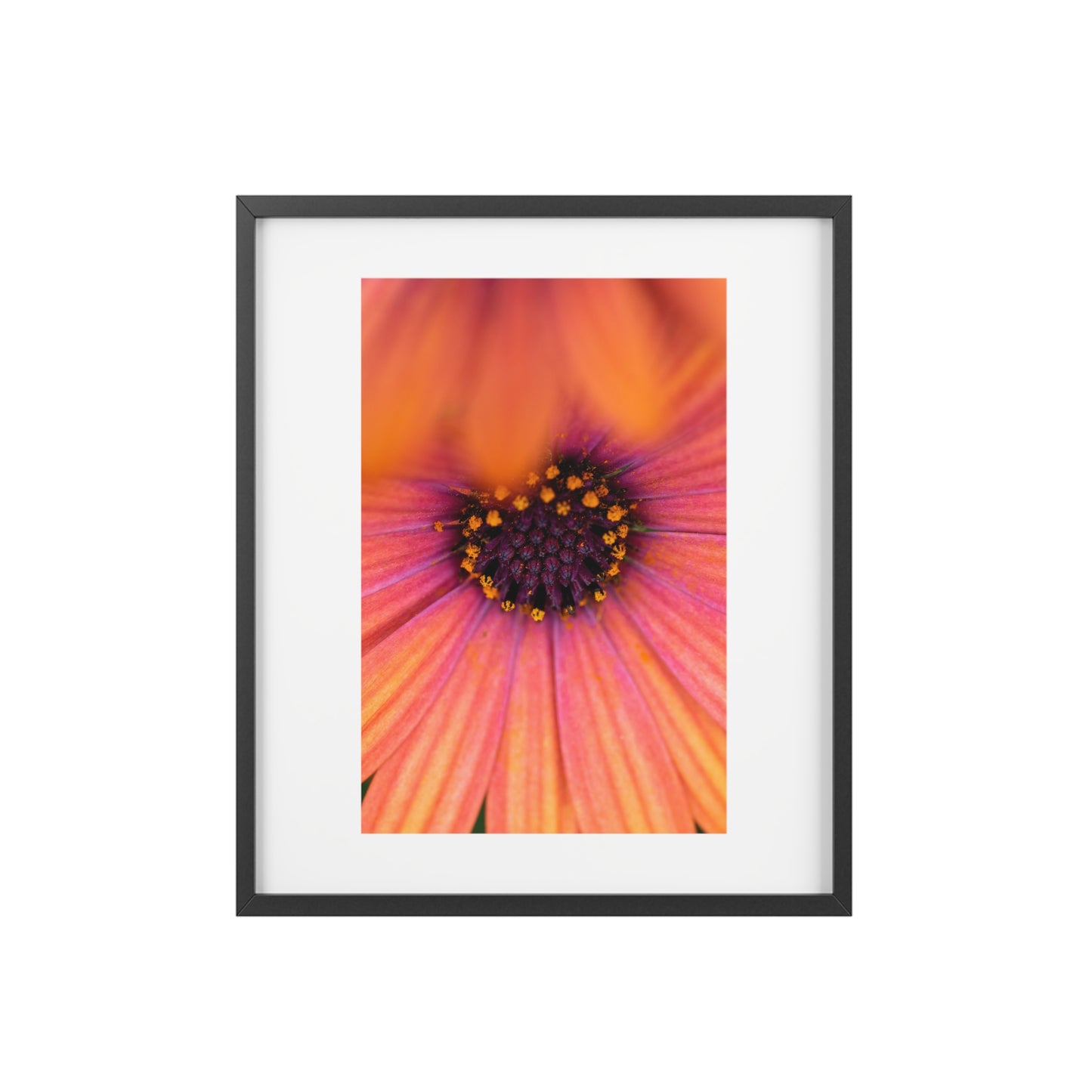 Colorful daisy printed on a framed matte poster