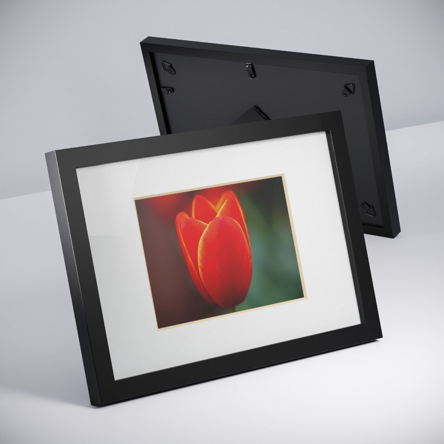 Fiery red and yellow tulip in a black framed poster