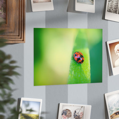 A macro print of a beautiful lady bug