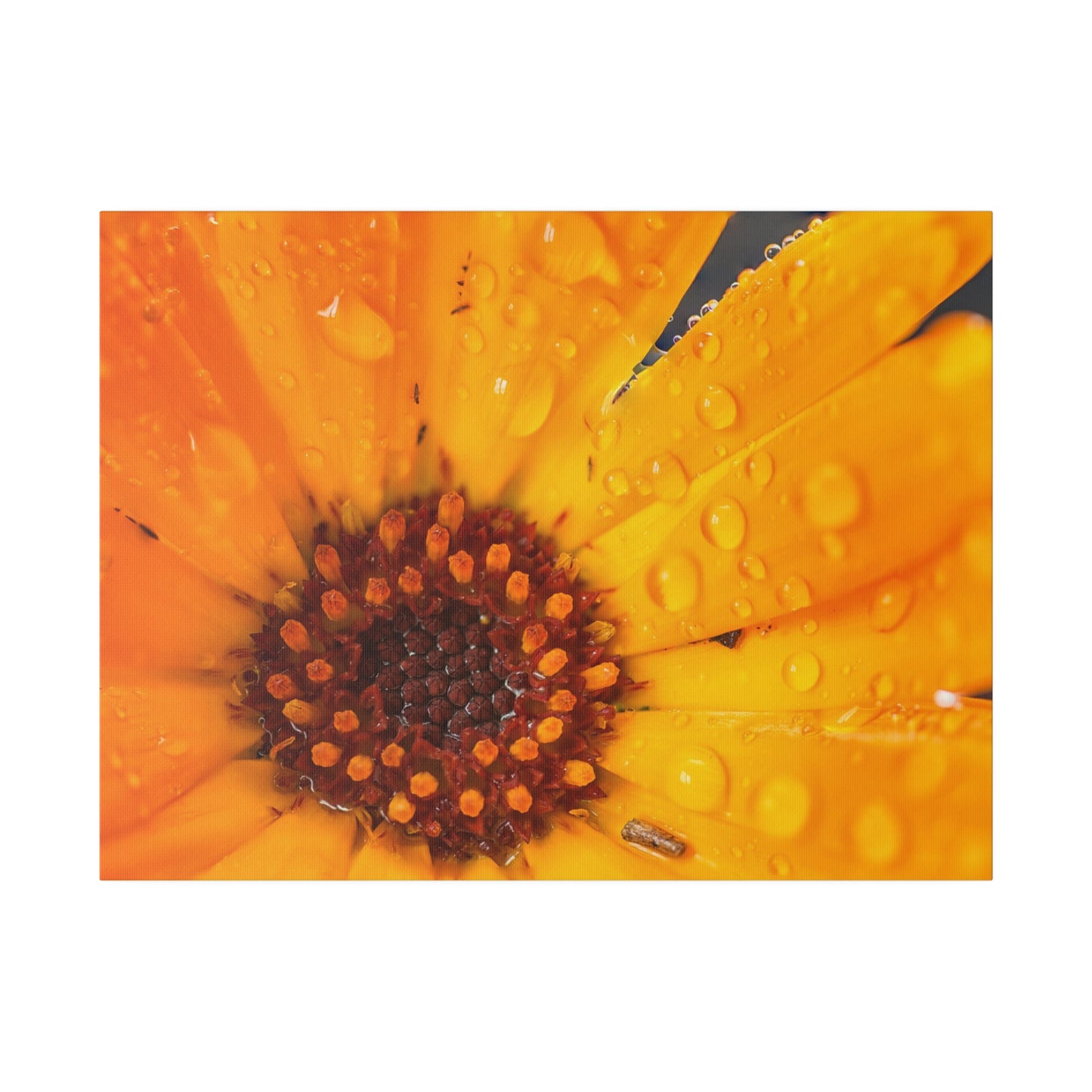 Orange flower petals drenched in dew printed on a stretched matte canvas