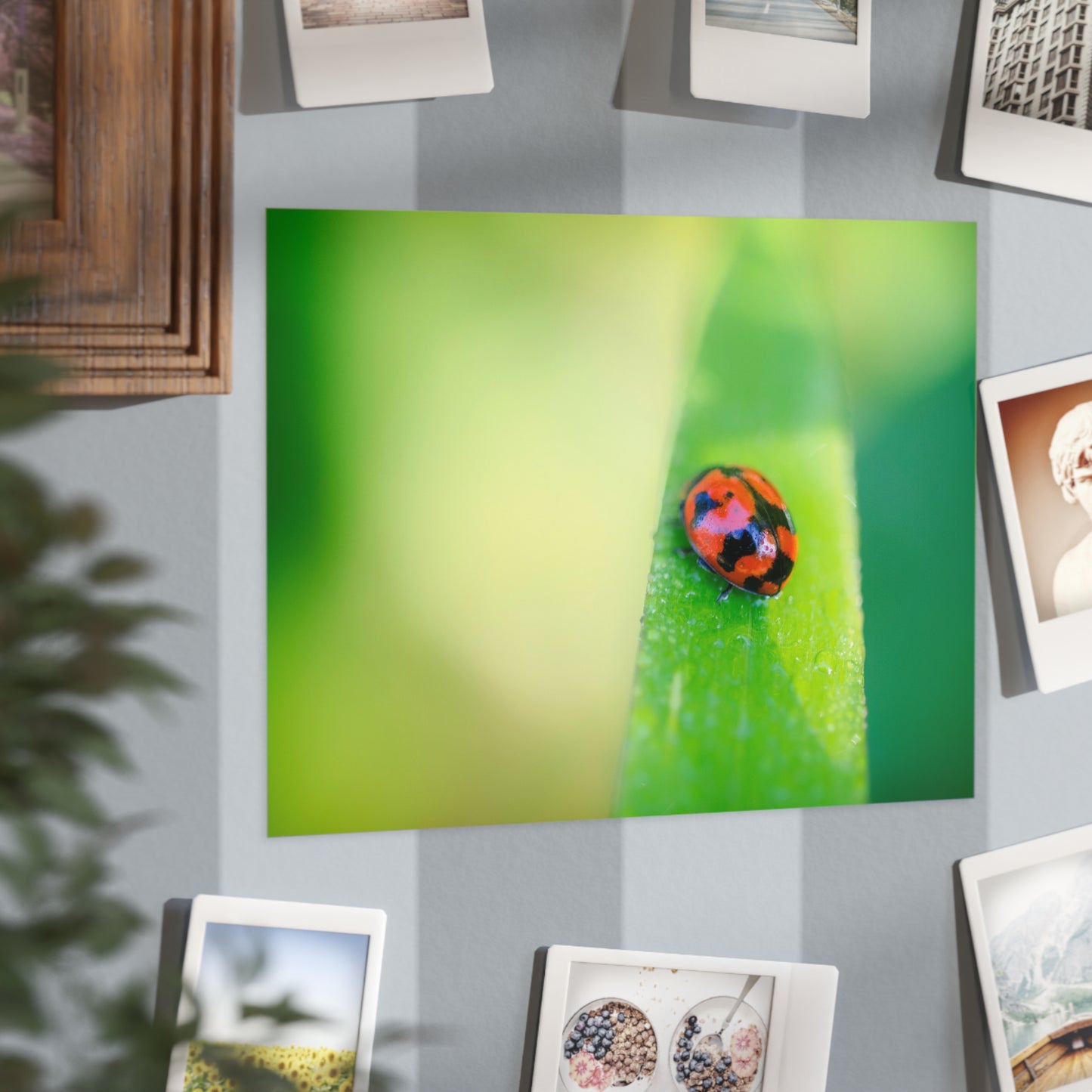 A macro print of a beautiful lady bug