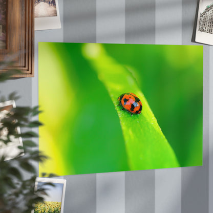 A macro print of a beautiful ladybug