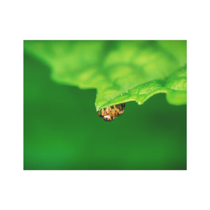 They live amongst us! A macro print of a tiny spider sitting at the edge of a luscious green leaf