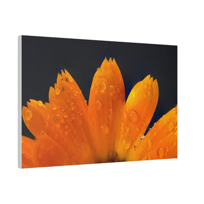 Orange flower petals drenched in dew printed on a stretched matte canvas