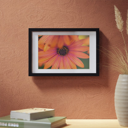 Colorful daisy printed on a black framed posters