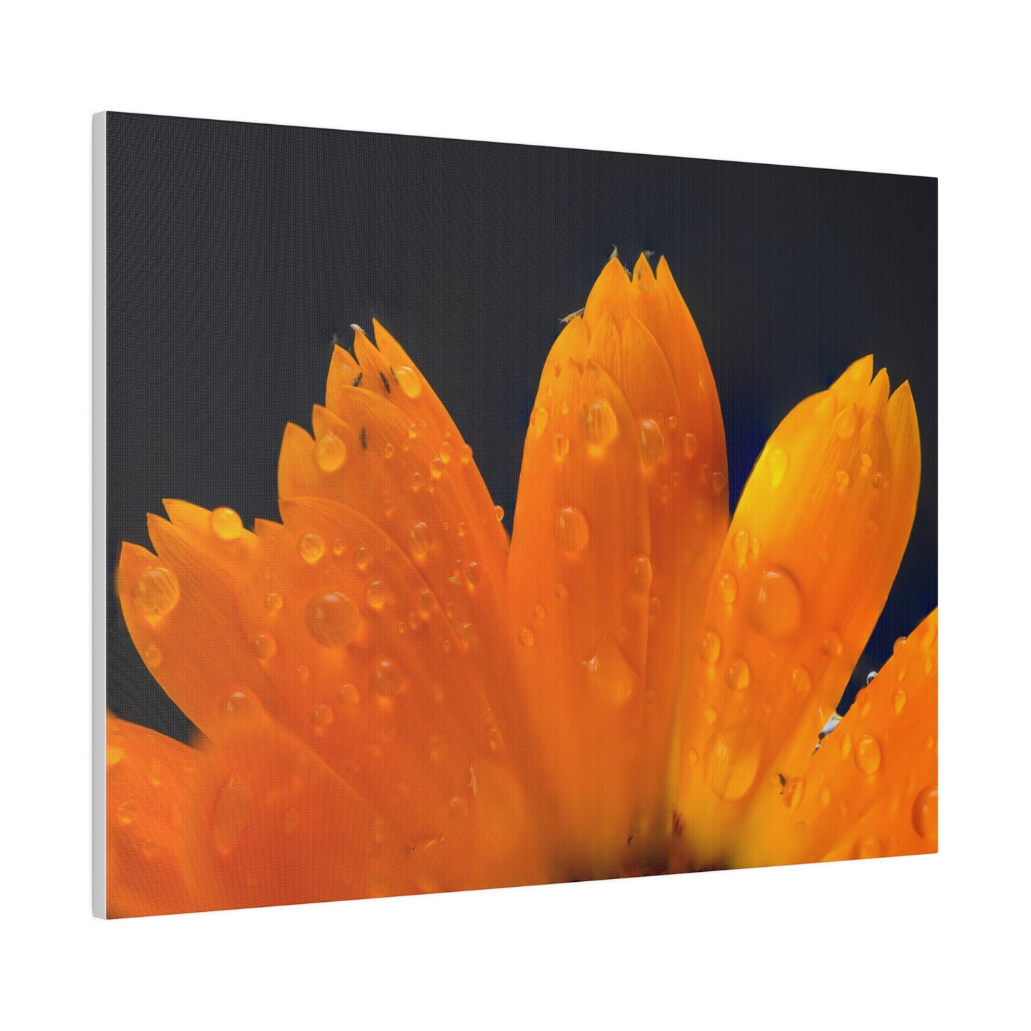 Orange flower petals drenched in dew printed on a stretched matte canvas