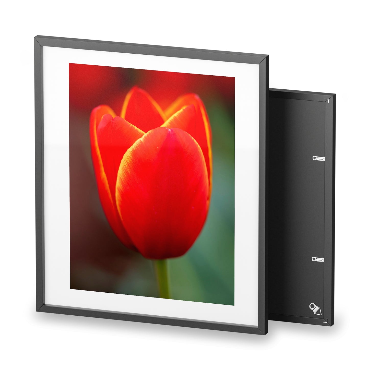 Fiery red and yellow tulip on a framed matte  poster