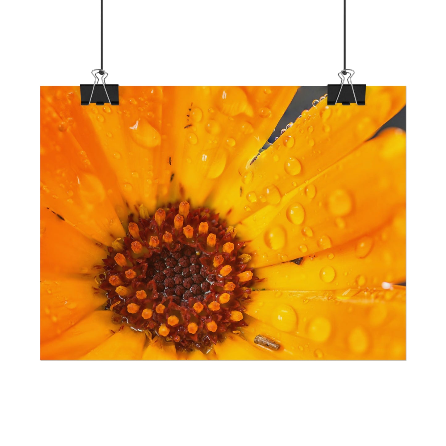 Drenched yellow flower printed on a rollable poster