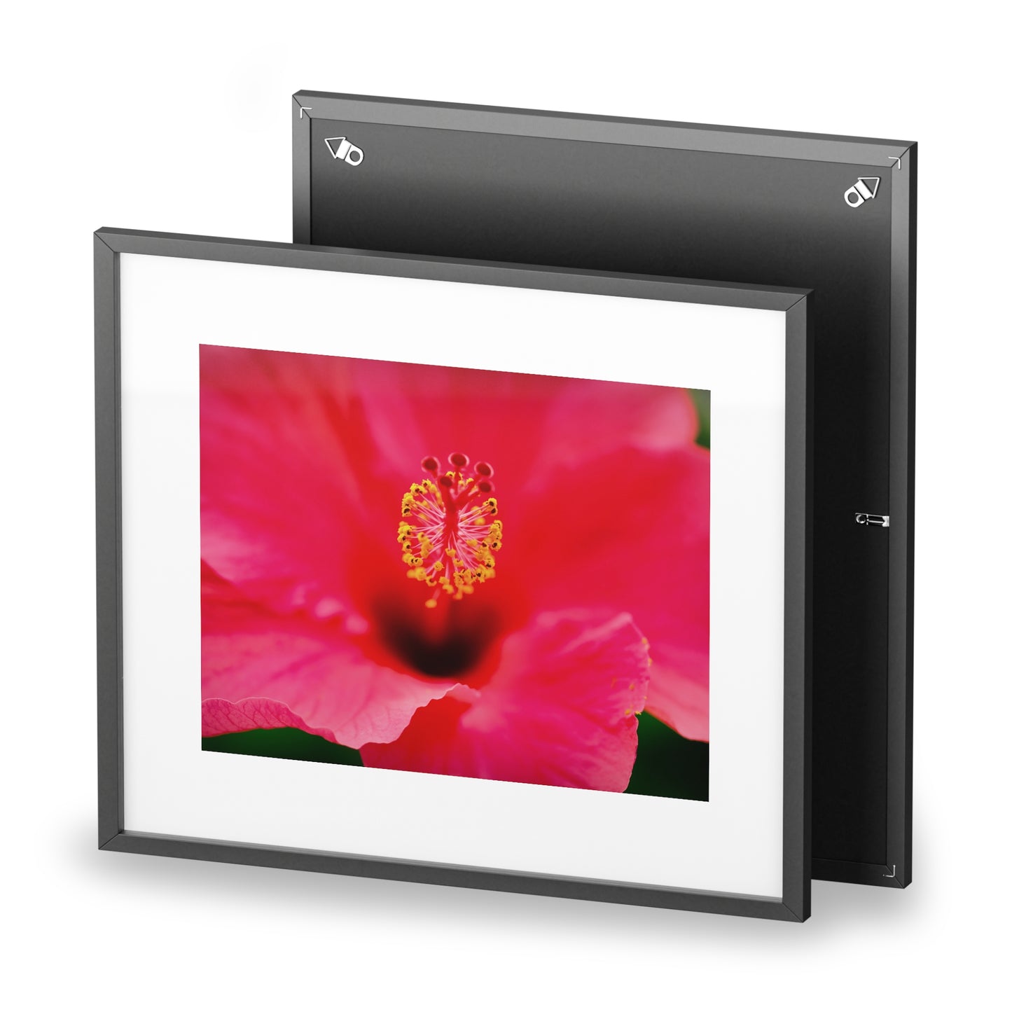 A beautiful hibiscus flower printed on a framed matte poster