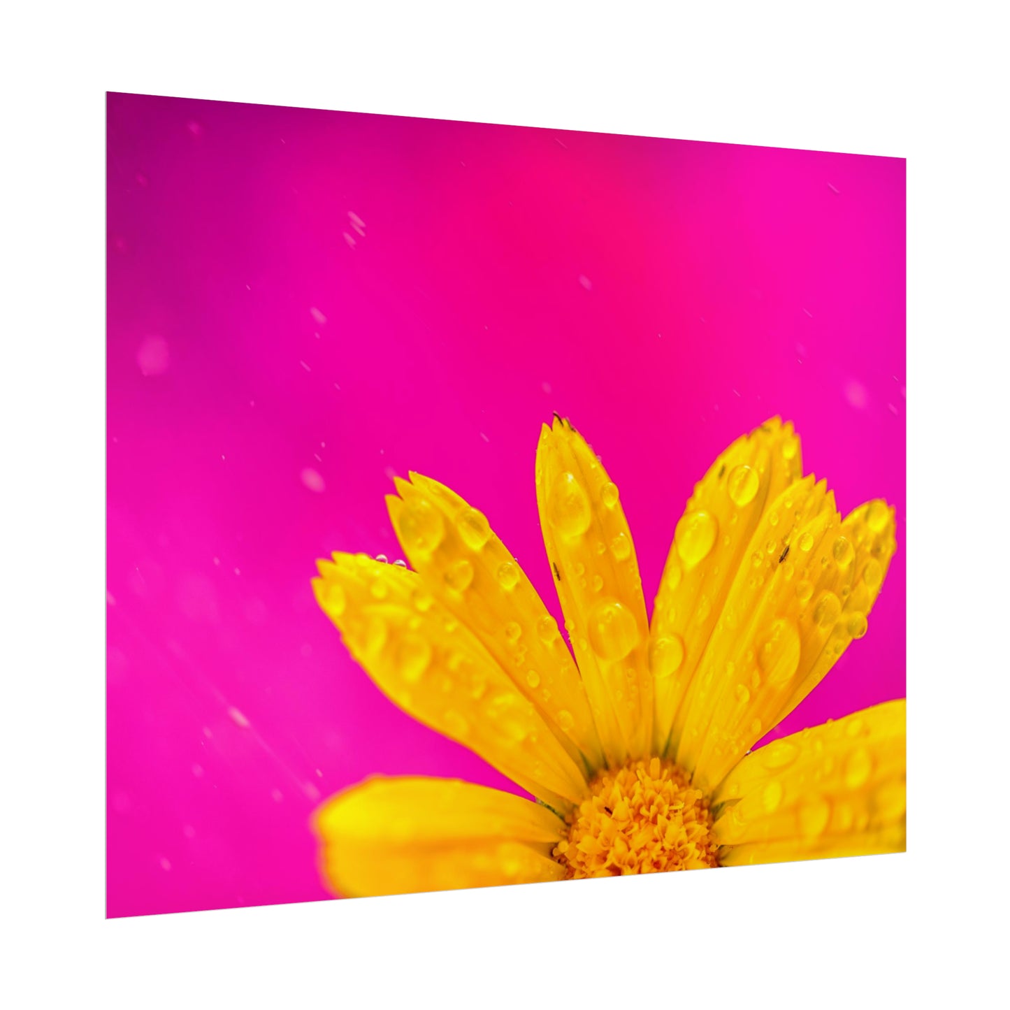 Beautiful yellow flower printed on rollable poster