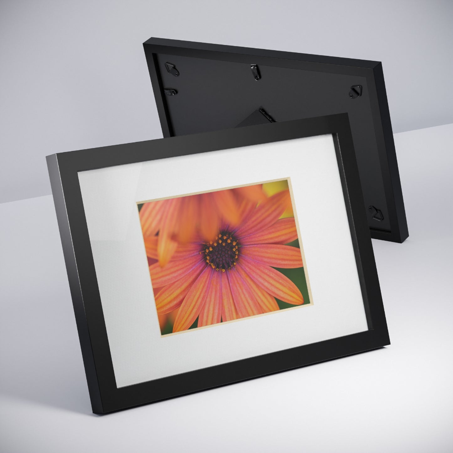 Colorful daisy printed on a black framed posters