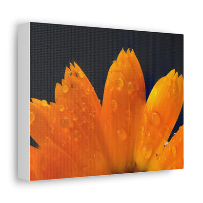 Orange flower petals drenched in dew printed on a stretched satin canvas