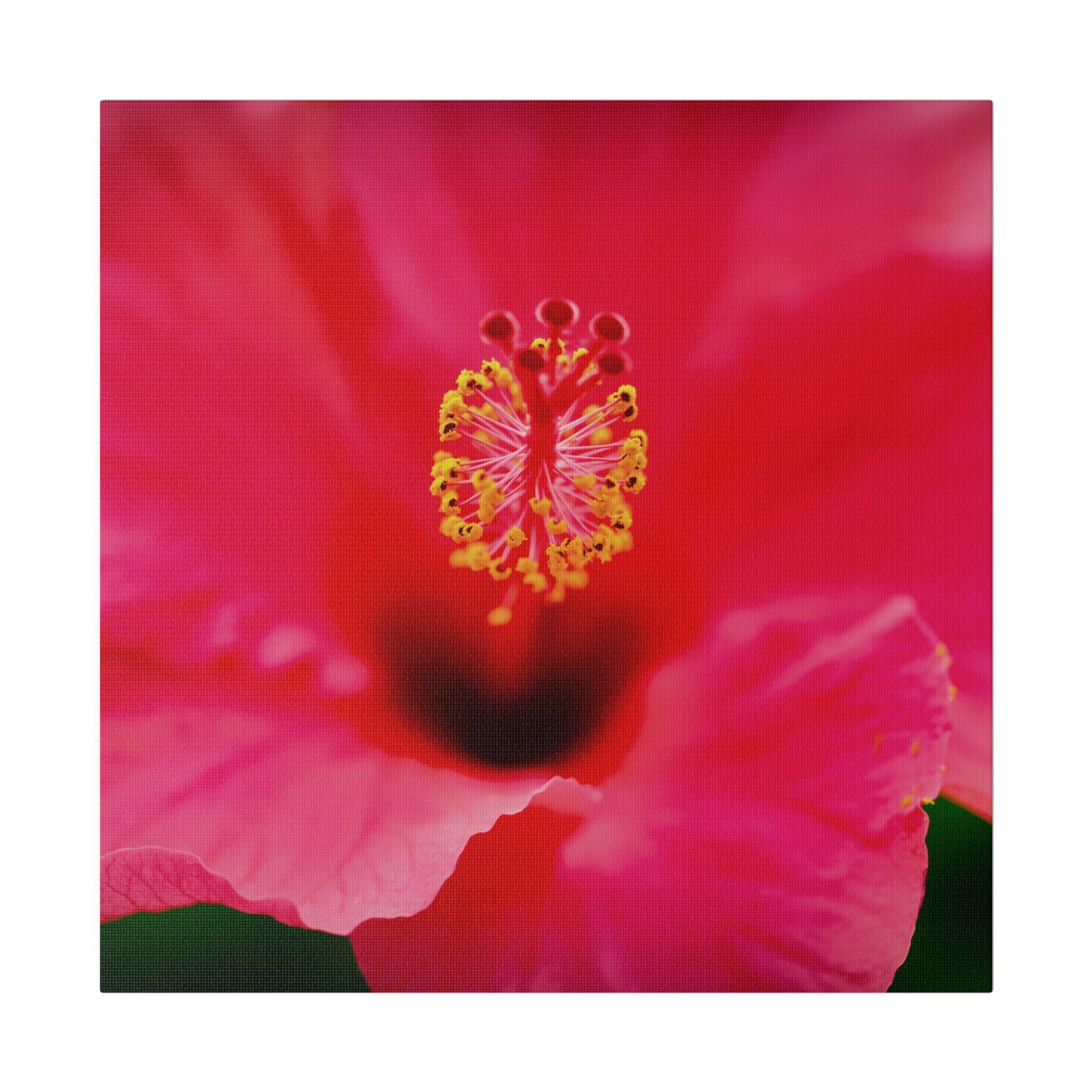 A beautiful hibiscus flower printed on a stretched matte canvas