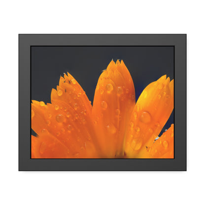 Orange flower petals drenched in dew printed on a framed paper poster