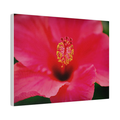 A beautiful hibiscus flower printed on a stretched matte canvas