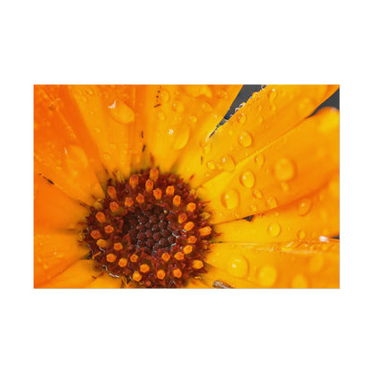 Drenched yellow flower printed on a rollable poster