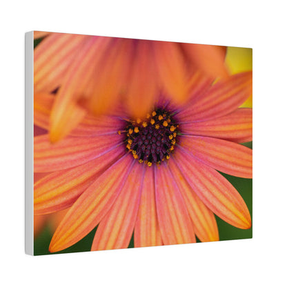 Colorful daisy printed on a stretched matte canvas