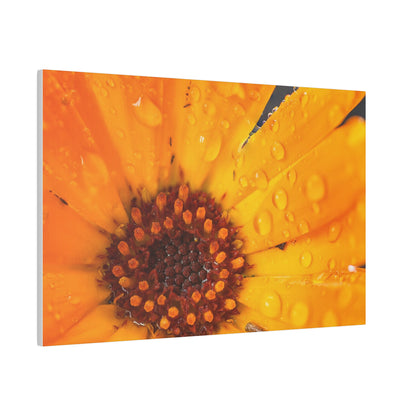 Orange flower petals drenched in dew printed on a stretched matte canvas