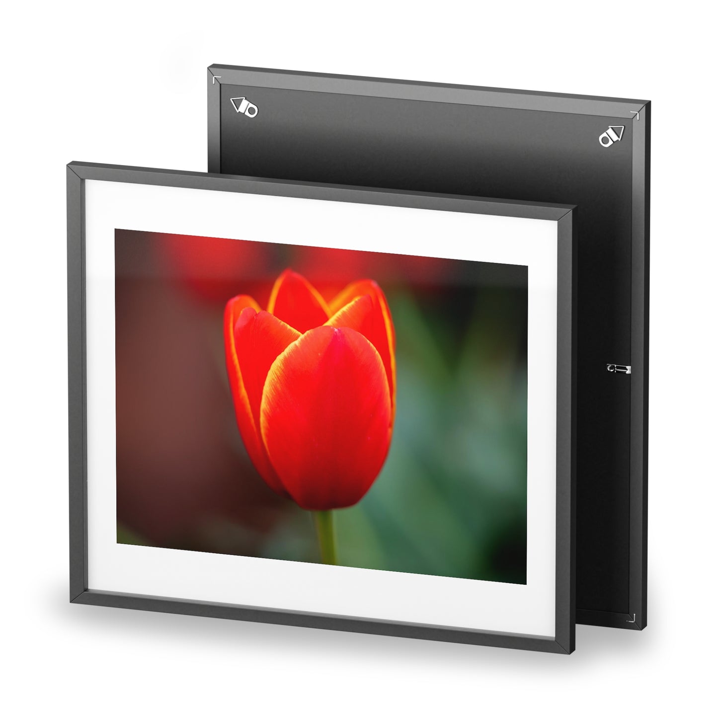 Fiery red and yellow tulip on a framed matte  poster