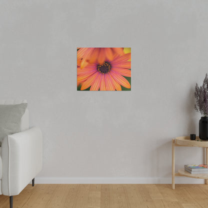 Colorful daisy printed on a stretched matte canvas