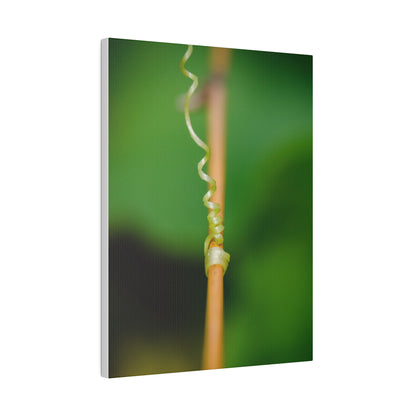 Nature's grip! A stunning macro print in a stretched matte canvas