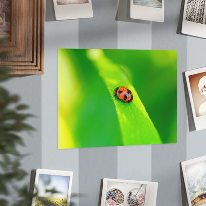 A macro print of a beautiful ladybug