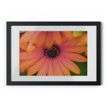 Colorful daisy printed on a black framed posters