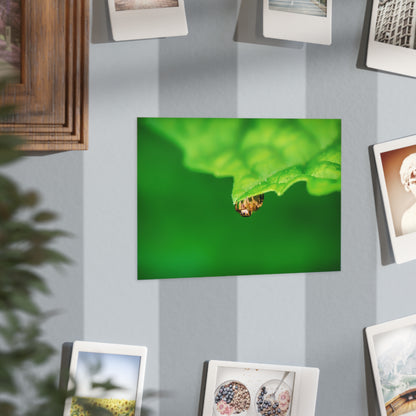 They live amongst us! A macro print of a tiny spider sitting at the edge of a luscious green leaf