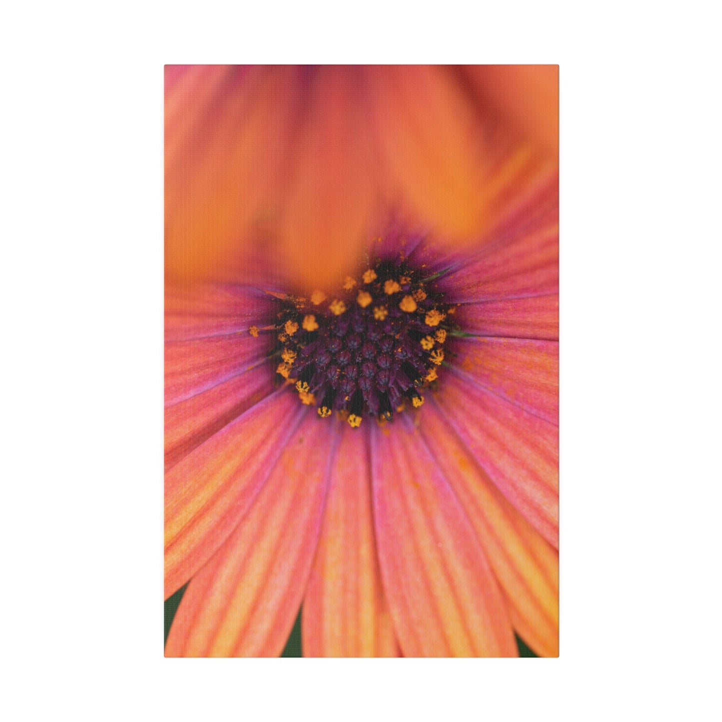 Colorful daisy printed on a stretched matte canvas