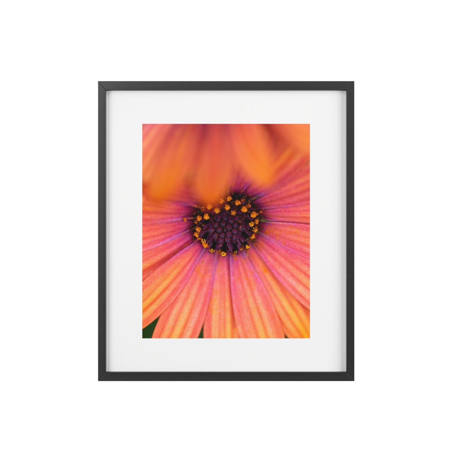 Colorful daisy printed on a framed matte poster