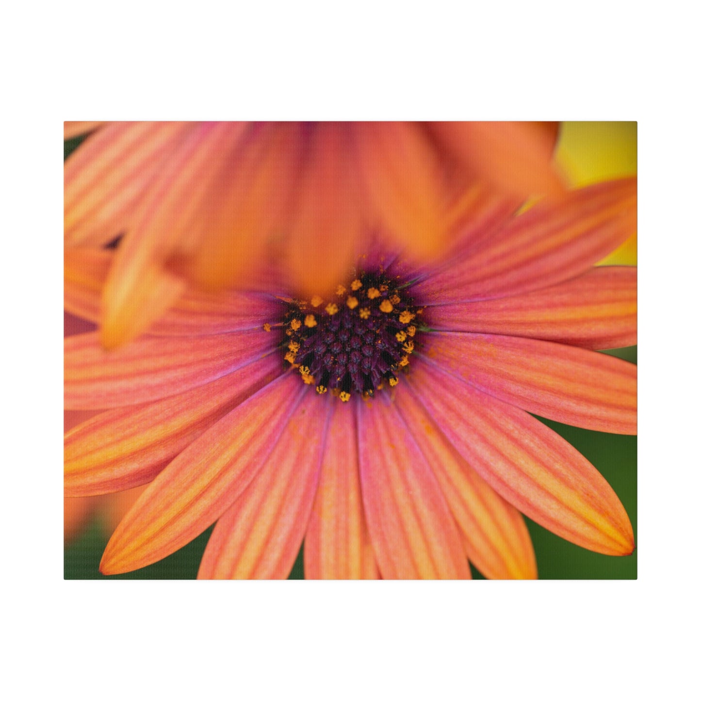 Colorful daisy printed on a stretched matte canvas