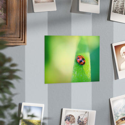 A macro print of a beautiful lady bug