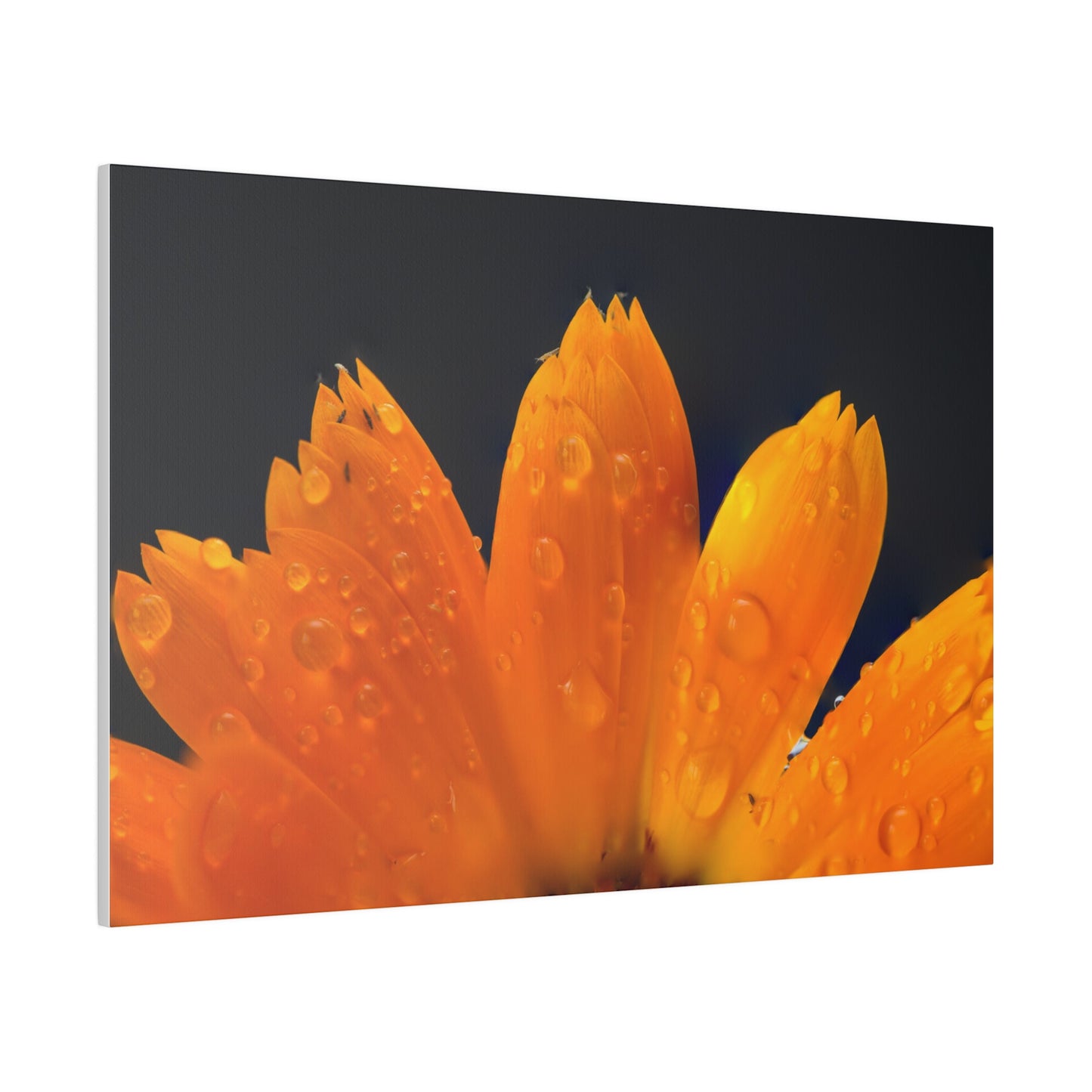 Orange flower petals drenched in dew printed on a stretched matte canvas