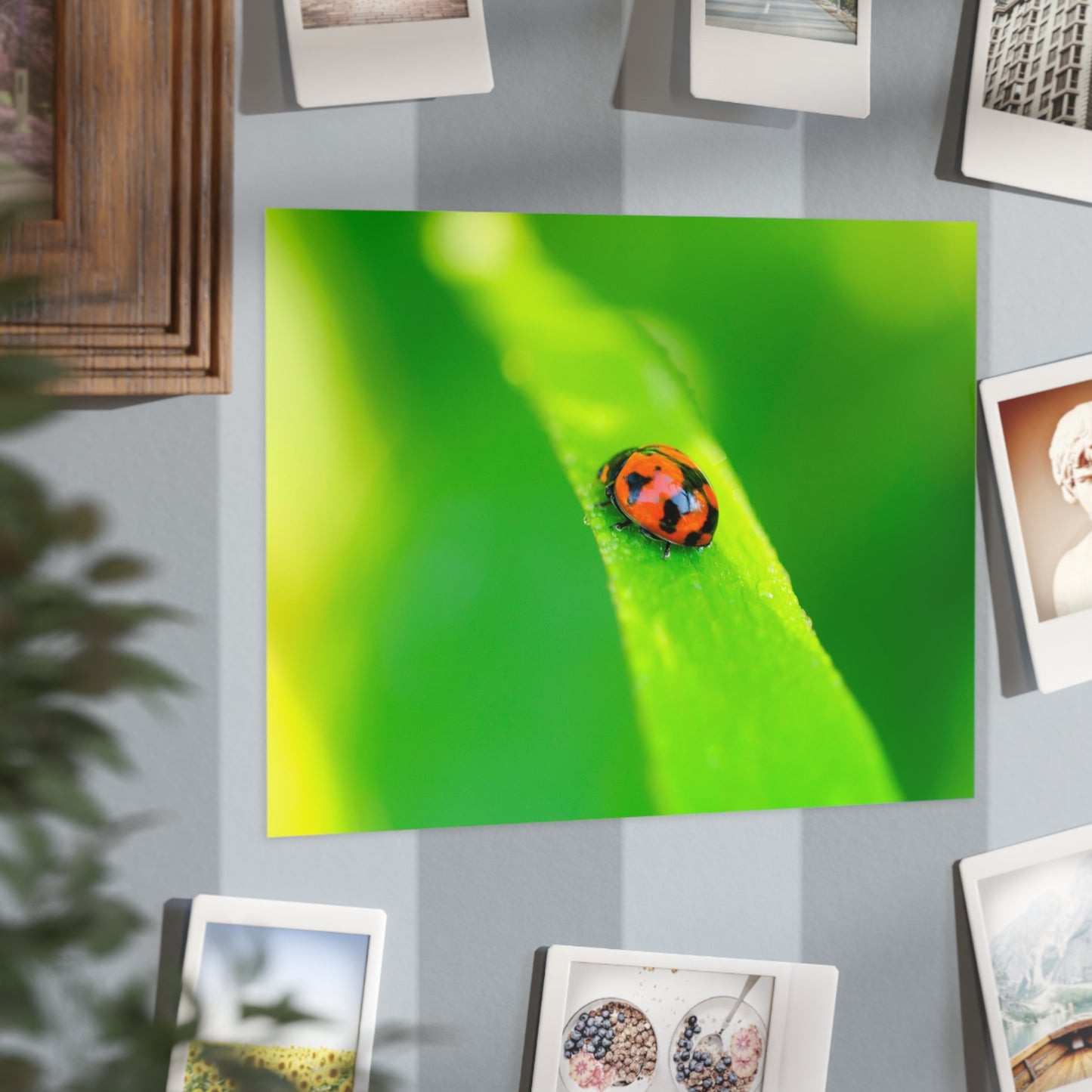 A macro print of a beautiful ladybug