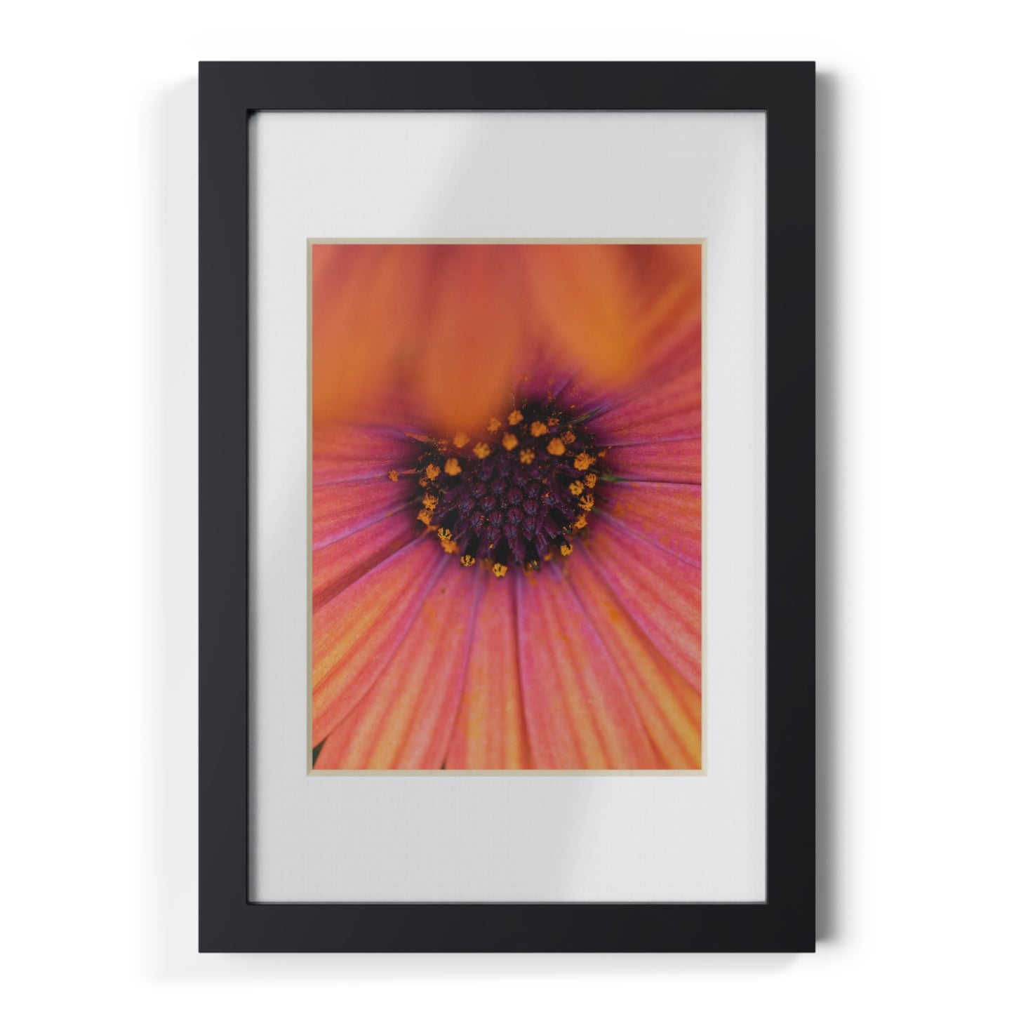 Colorful daisy printed on a black framed posters