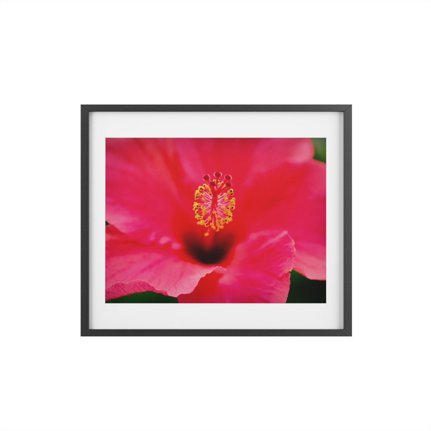 A beautiful hibiscus flower printed on a framed matte poster