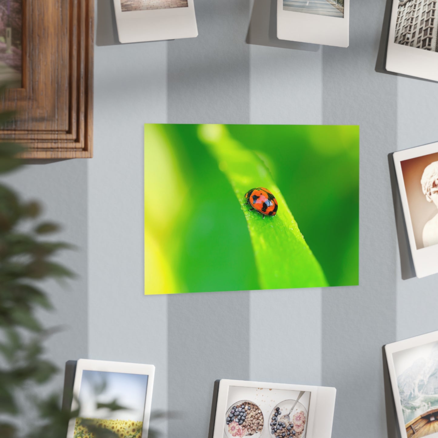 A macro print of a beautiful ladybug