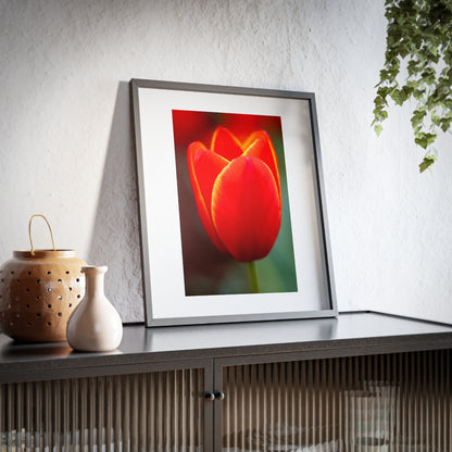 Fiery red and yellow tulip on a framed matte  poster