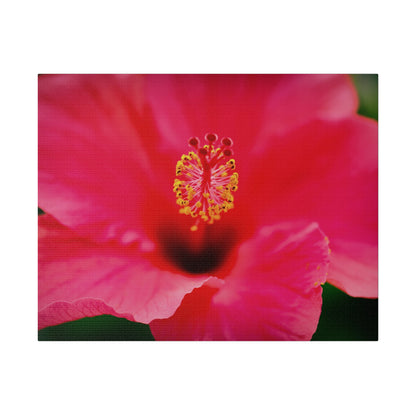 A beautiful hibiscus flower printed on a stretched matte canvas