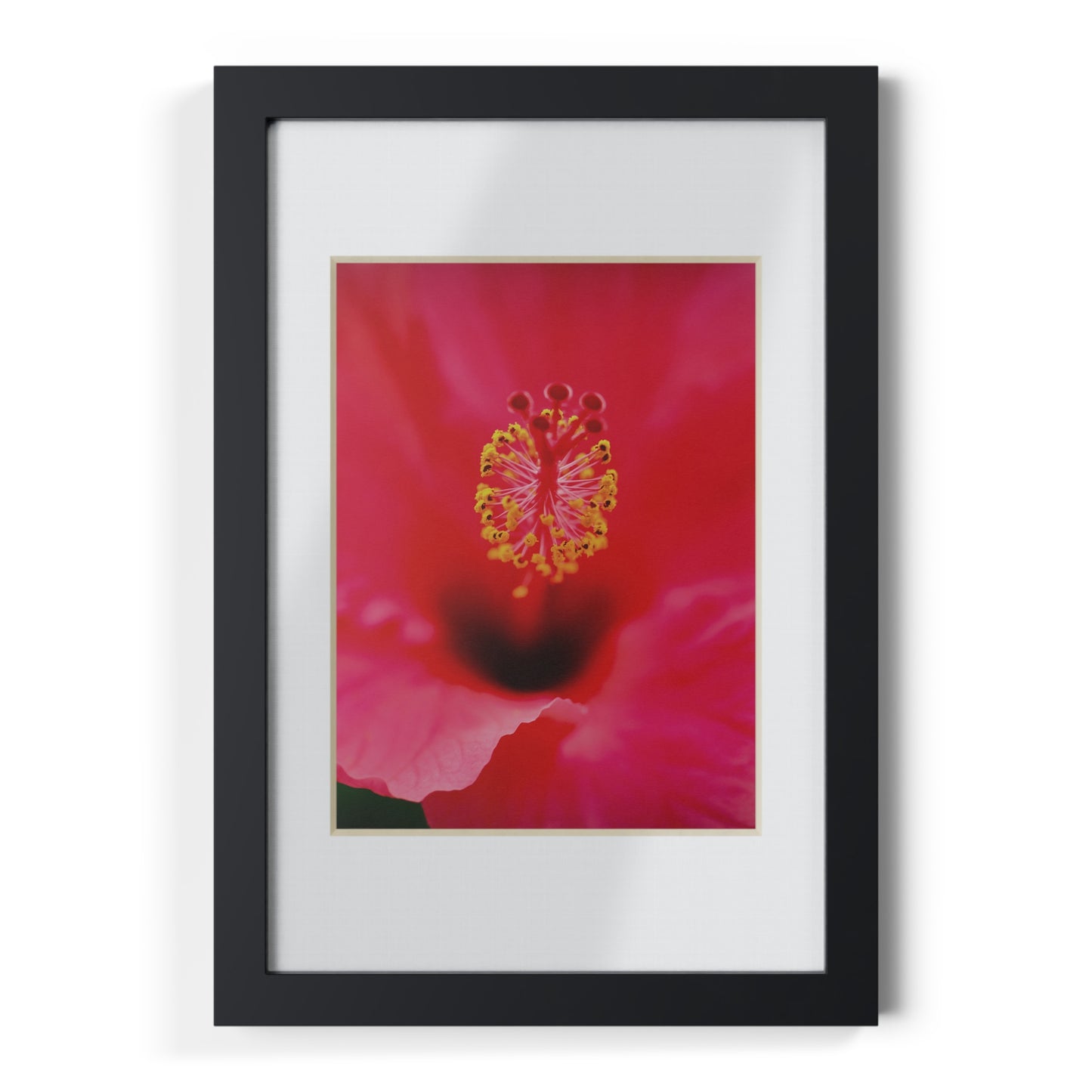 A beautiful hibiscus flower printed on a black framed poster